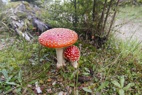 huge two Fly Agaric in the forest