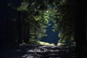 soil road in dark Forest, poland, beskids