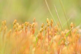 incomparable Moss Flower
