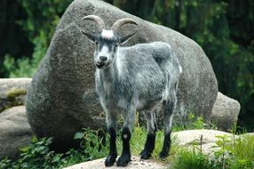 extraordinary beautiful Mountain Goat