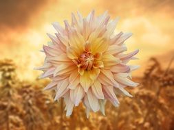 closeup picture of Orange and white Flower