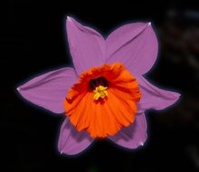 purple red narcissus