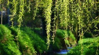 landscape of river among the foliage of the forest