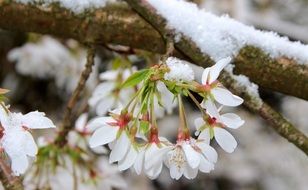 blooming cherry trees in the snow close up