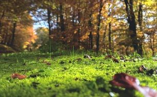 green Moss in yellow autumn Forest