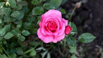 Rose Pink Rain Drops green Plant