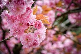 fluffy pink flowers in Berlin