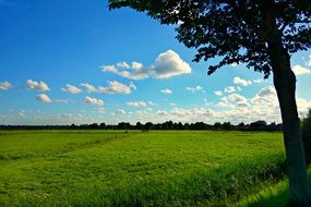 incredibly handsome Meadow Grass