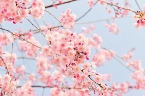 A lot of beautiful pink and white cherry flowers on a tree branches in Japan