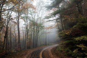 road among autumn foggy forest