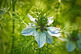 delicate blue nigella flower