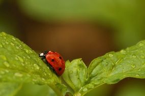 Ladybug on a wet leaf