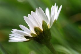 white Daisy Bellis Philosophy macro view