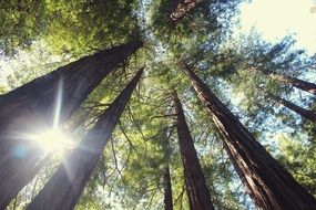 vertical trunks of evergreen trees