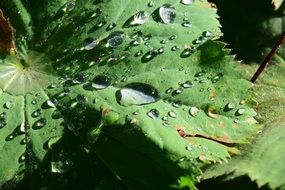 Macro photo of raindrops on a leaf
