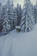 Winter Tree Landscape