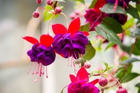 Fuchsia with red and purple beautiful Flowers