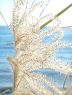 japanese silver grass