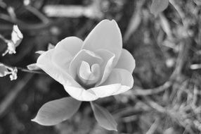 Black and white photo of a beautiful white flower on a tree among the leaves