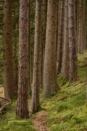 green forest path among the trees