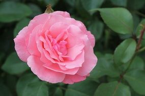 nice Rose Pink