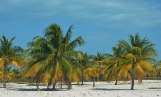 green palm trees on white sand beach