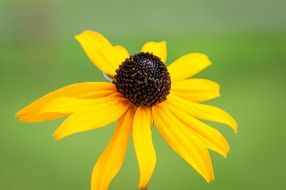 close-up photo of yellow flower on blurry background