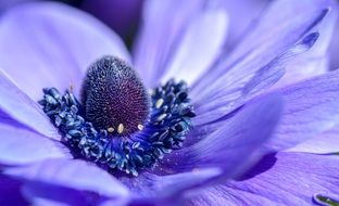 purple anemone blossom