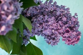 Lilac Syringa Bush Purple branch