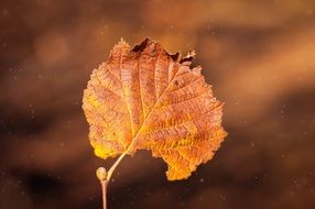 Brown leaf with blurred background