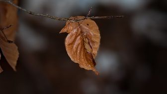 dry brown Leaf on branch closeup