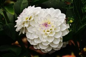 snow-white dahlia in the garden