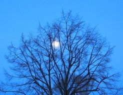 view through the tree at the moon in the blue sky