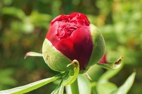 closed burgundy peony bud