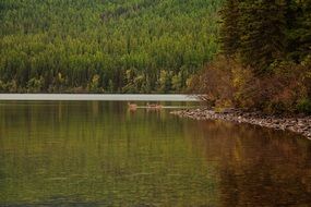 Deer on a lake bank