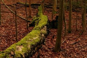 Forest Natureworld