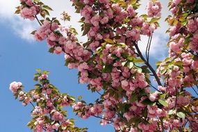 Japanese cherry in full bloom