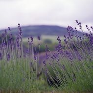 Lavender in nature