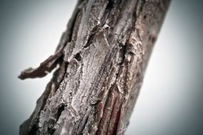 wood structure close up in blurred background