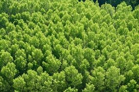 panoramic view of the green forest like a carpet