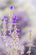 Purple lavender flower in soft-focus