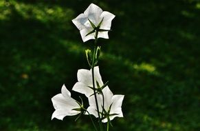 beautiful white bells close-up on blurred background