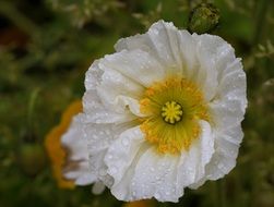 white poppy in a green meadow