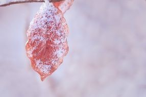 red leaf sprinkled with snow