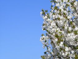 white flowering tree against the blue sky