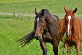 two horses among green grass