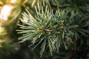 closeup picture of Needles of Pine Branch