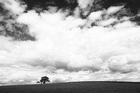 wonderful Lone Tree