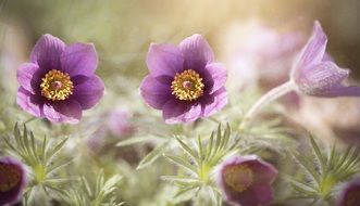 Purple pasque flower