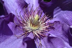 purple flower with stamens closeup